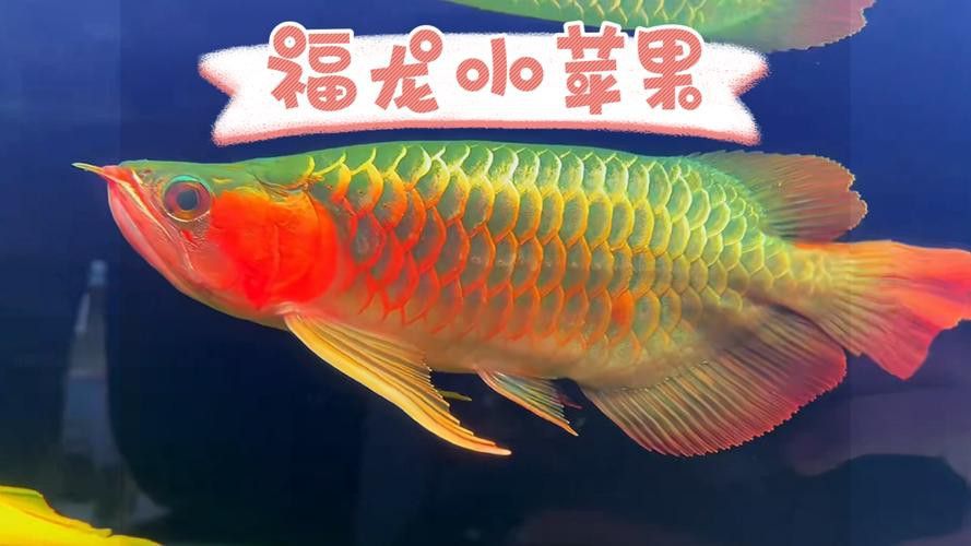 福龍魚有哪些知名品種？