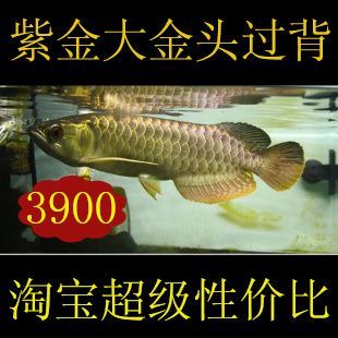 金龍魚虎魚配什么魚最好：金龍魚和虎魚配什么魚最好