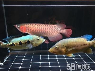紅龍魚狀態(tài)不好怎么調(diào)整魚缸：當(dāng)紅龍魚的狀態(tài)不佳時，調(diào)整魚缸環(huán)境和參數(shù)是非常重要的