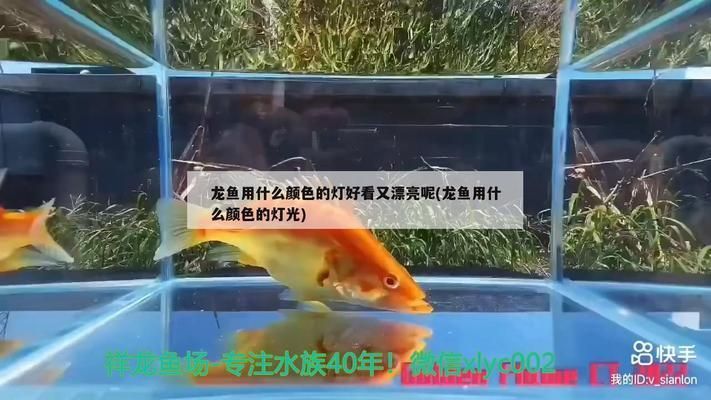 龍魚(yú)用什么顏色的燈好看又漂亮：不同品種的龍魚(yú)品種燈光選擇和使用建議和使用建議