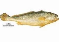 金龍魚是黃花魚嗎