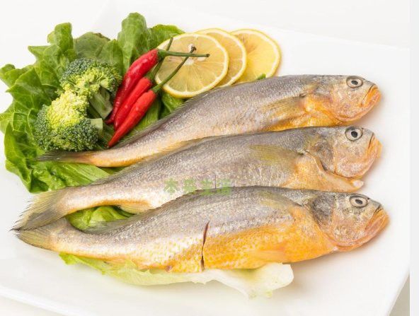 金龍魚是黃花魚嗎