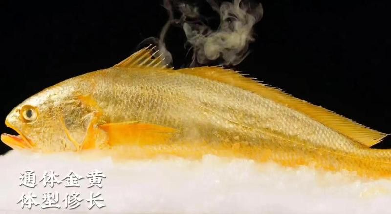 金龍魚是黃花魚嗎