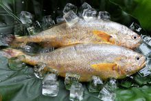 金龍魚是黃花魚嗎