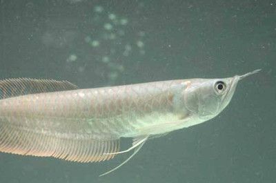 銀龍魚細菌感染怎么辦（銀龍魚細菌感染的應對措施） 銀龍魚細菌感染怎么辦（銀龍魚細菌感染的應對措施） 龍魚百科 第3張