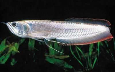 銀龍魚細菌感染怎么辦（銀龍魚細菌感染的應對措施） 銀龍魚細菌感染怎么辦（銀龍魚細菌感染的應對措施） 龍魚百科 第1張