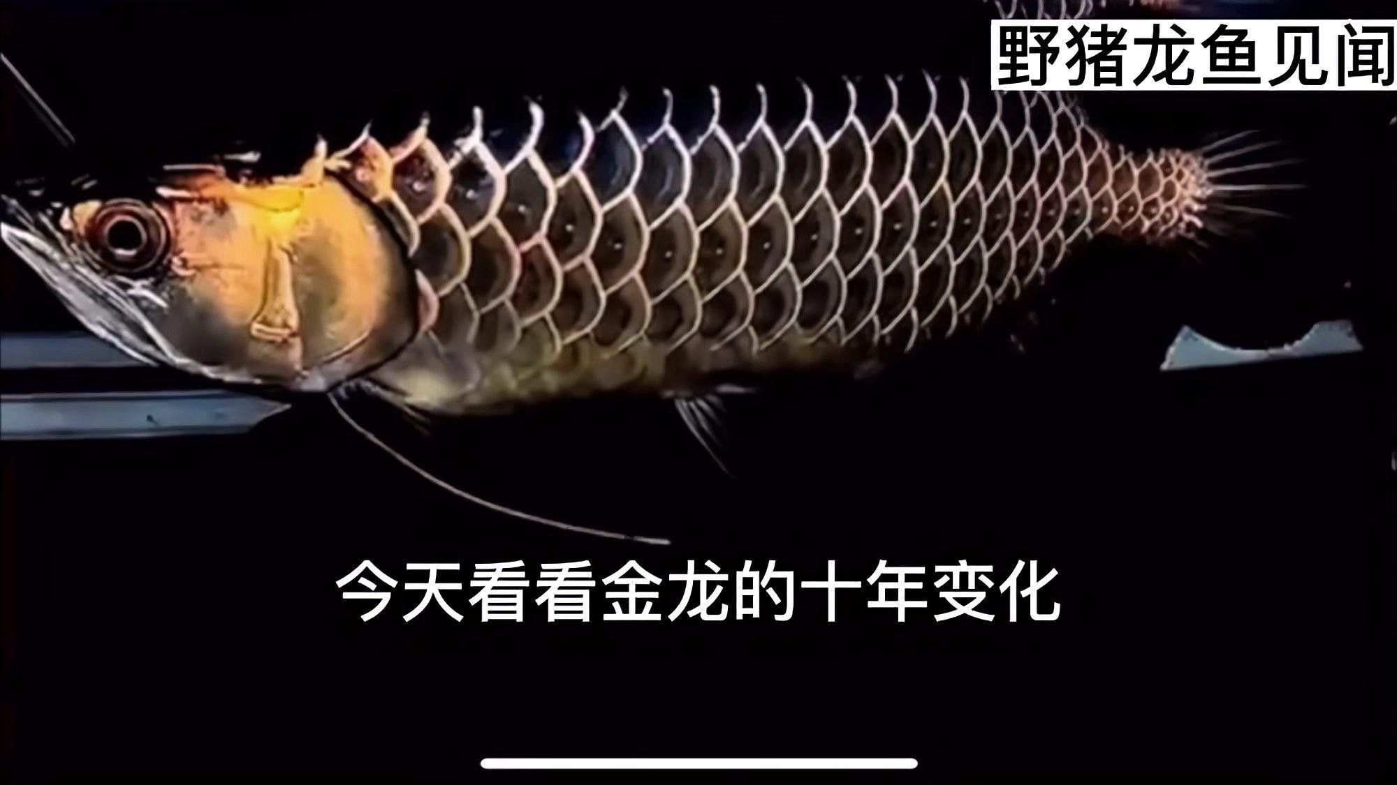 金龍魚視頻大全