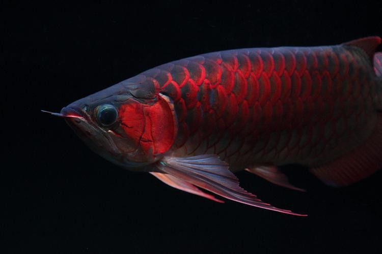 紅龍魚的品種與區別圖片欣賞大全