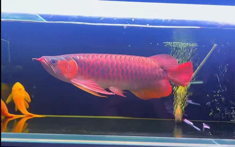 紅龍魚的品種與區別圖片欣賞大全