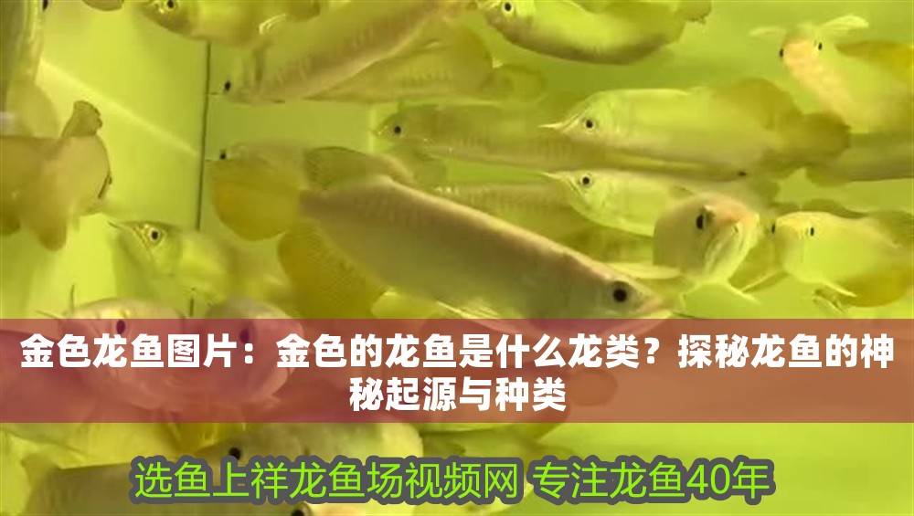 金色龍魚圖片：金色的龍魚是什么龍類？探秘龍魚的神秘起源與種類