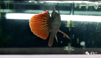 龍魚尾巴虎斑紋圖片（關于“龍魚尾巴虎斑紋圖片”的查詢）