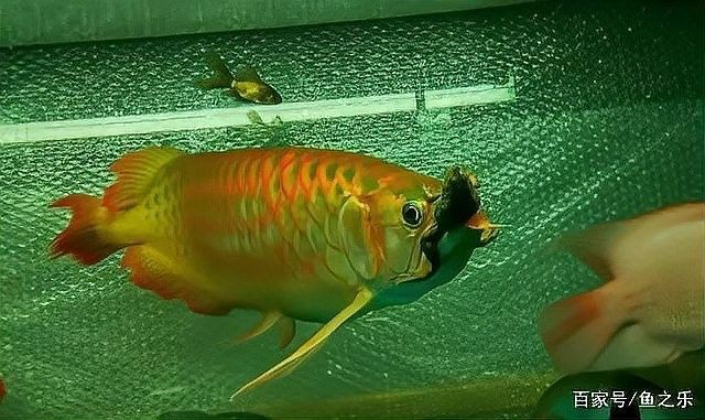 龍魚嘴型區分
