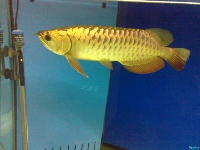 廣州觀賞魚批發市場ff祥龍魚場：廣州最大觀賞魚批發市場祥龍魚場