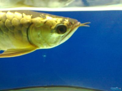 廣州觀賞魚批發市場ff祥龍魚場：廣州最大觀賞魚批發市場祥龍魚場
