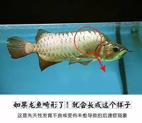 龍魚怎么區分公母圖解