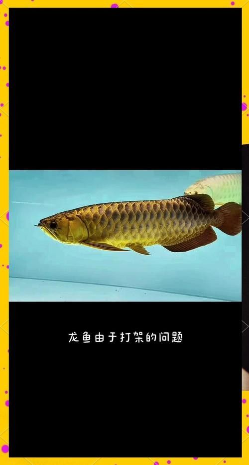 龍魚怎么區分公母圖解
