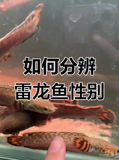 龍魚怎么區分公母圖解