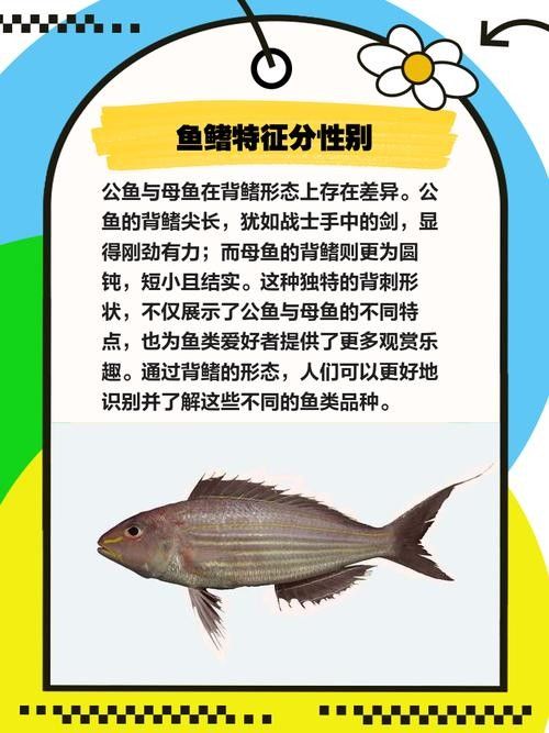 龍魚怎么區分公母圖解