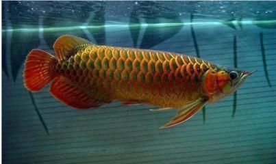 金龍魚捕食：金龍魚一口氣吃了10條草金魚肚子都撐爆了