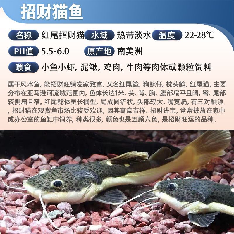 龍魚產地哪里，龍魚的主要產地