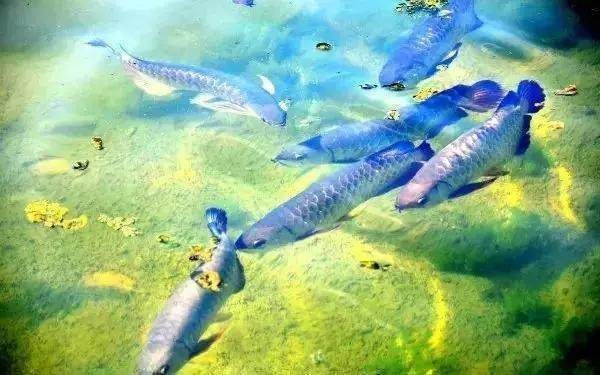 龍魚產地哪里，龍魚的主要產地