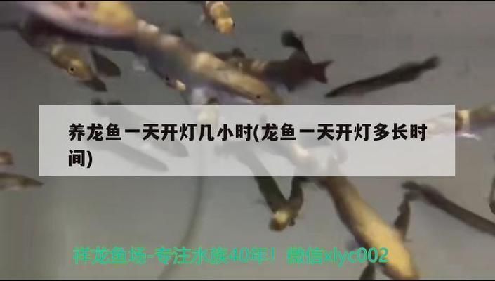 養(yǎng)龍魚每天開燈多長時間：養(yǎng)龍魚每天開燈時間控制在6小時之內(nèi)，龍魚光照不足的影響