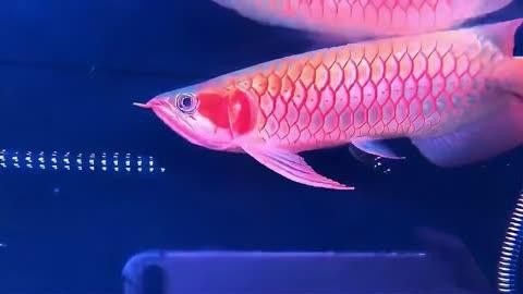 有哪些著名的紅龍魚漁場？