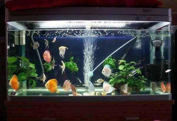 龍魚怎么訓練膽大