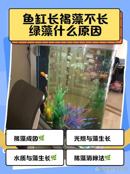如何減少龍魚混養(yǎng)中的爭斗？