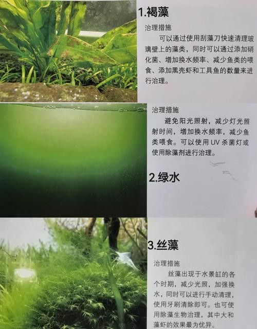 如何減少龍魚混養(yǎng)中的爭斗？