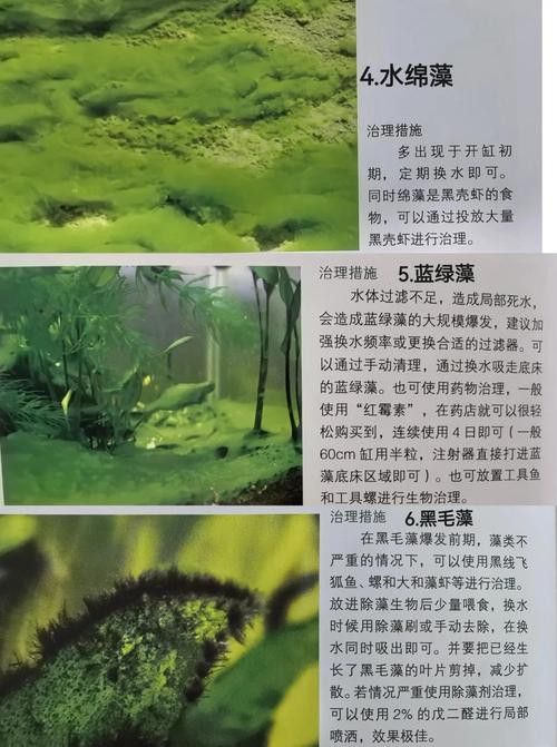 如何減少龍魚混養(yǎng)中的爭斗？