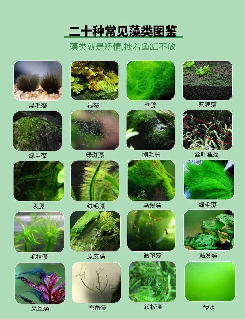 如何減少龍魚混養(yǎng)中的爭斗？