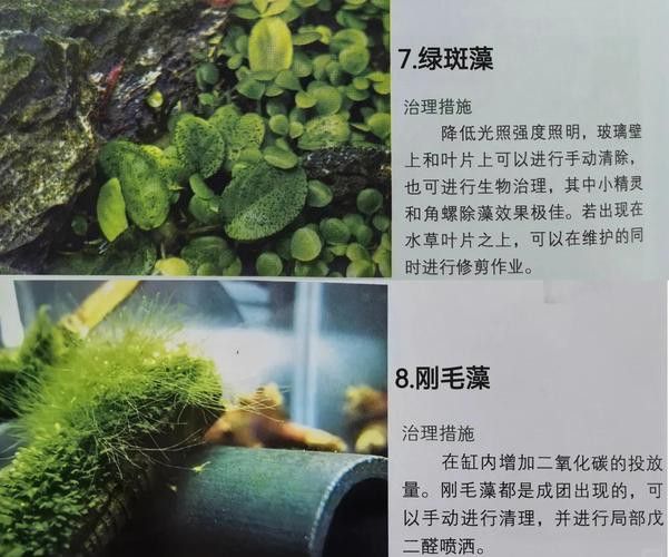 如何減少龍魚混養(yǎng)中的爭斗？