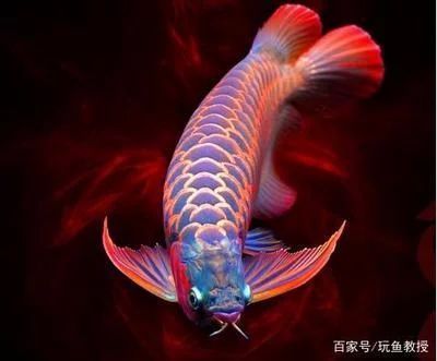 魚缸好看圖片
