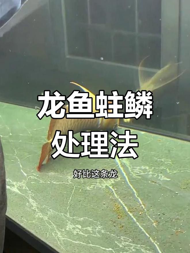 如何預防龍魚鱗片再次爛掉？
