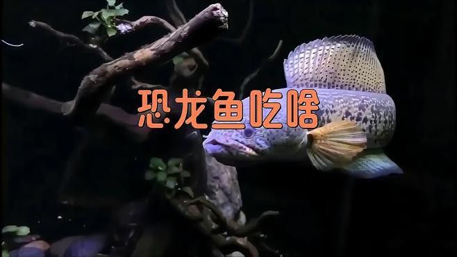 恐龍魚要吃什么飼料好 恐龍魚要吃什么飼料好 龍魚百科 第2張