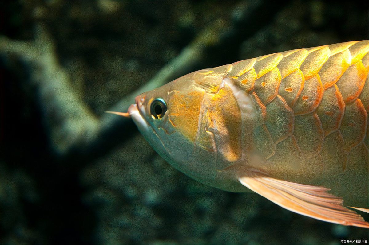 七條紅龍魚(yú)混養(yǎng)需要注意什么？ 七條紅龍魚(yú)混養(yǎng)需要注意什么？ 龍魚(yú)百科 第8張