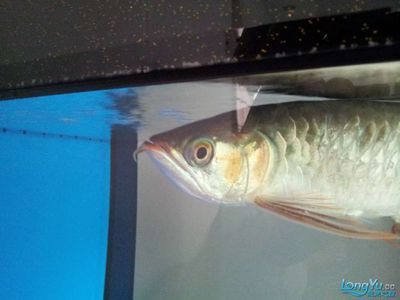 龍魚胡須交叉是什么原因導致的：龍魚胡須交叉可能由多種因素引起 龍魚胡須交叉是什么原因導致的：龍魚胡須交叉可能由多種因素引起 龍魚百科 第1張