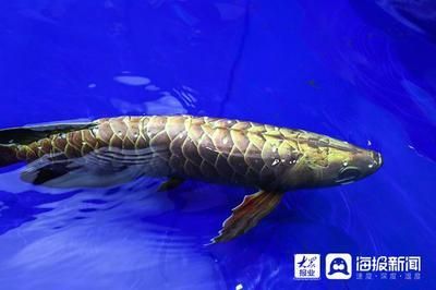 哪些魚可以和金龍魚混養：金龍魚混養的注意事項