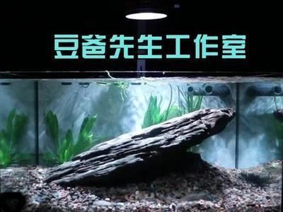 水鴉魚缸logo