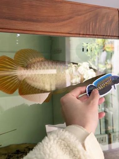 紅龍魚的四大品牌有哪些呢圖片