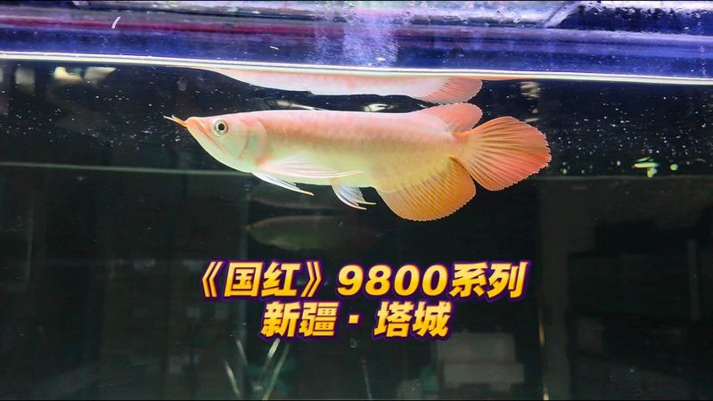 紅龍魚的四大品牌有哪些呢圖片