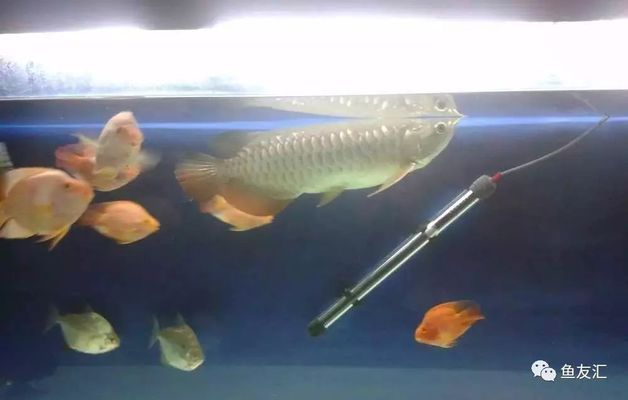 龍魚趴缸底不吃食怎么辦:龍魚趴缸底不吃食可能是由多種原因引起的 龍魚百科 第4張 龍魚趴缸底不吃食怎么辦:龍魚趴缸底不吃食可能是由多種原因引起的 龍魚趴缸底不吃食怎么辦:龍魚趴缸底不吃食可能是由多種原因引起的 龍魚百科 第4張