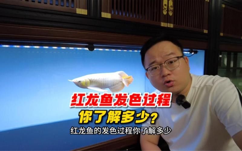 紅龍魚開(kāi)燈后多久會(huì)發(fā)色？ 紅龍魚開(kāi)燈后多久會(huì)發(fā)色？ 龍魚百科 第5張
