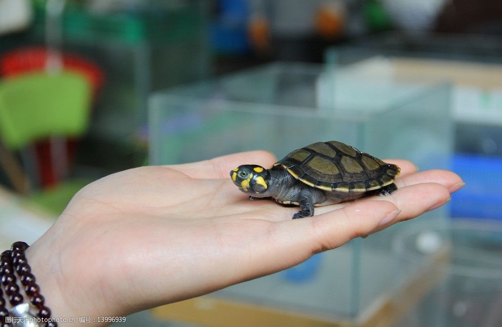 黃頭側頸龜能和金龍魚混養嗎：黃頭側頸龜能和金龍魚混養嗎黃頭側頸龜能和金龍魚混養嗎