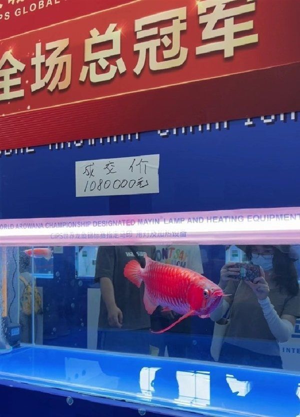 古典龍魚市場價值