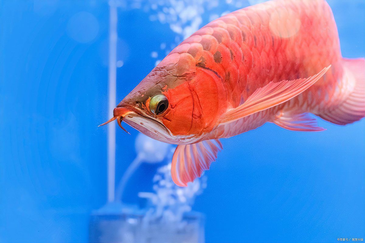 古典龍魚市場價值