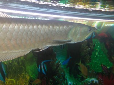 龍魚吃什么變紅色食物，如何自制龍魚增色飼料