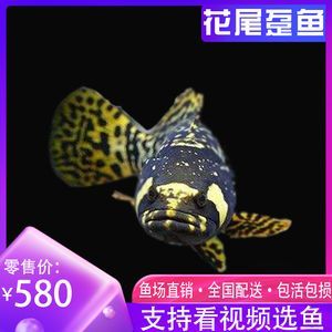 龍魚的配魚都有哪些種類：幾種適合與龍魚混養的魚類