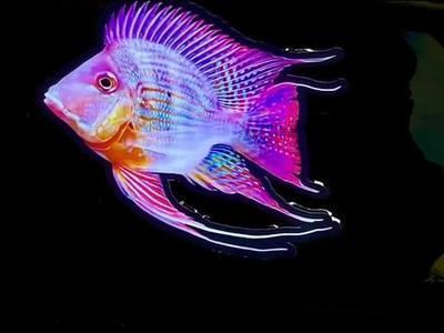 龍魚的配魚都有哪些種類：幾種適合與龍魚混養(yǎng)的魚類